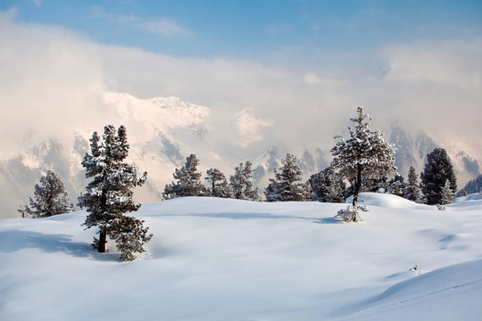 樹上結(jié)滿了霜和雪在山
