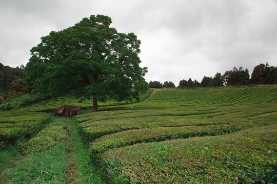 茶田