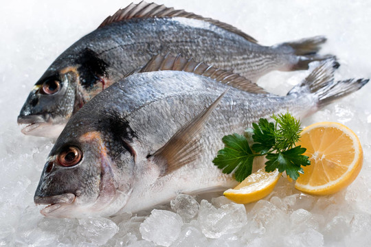 Gilthead（金頭鯛）冰