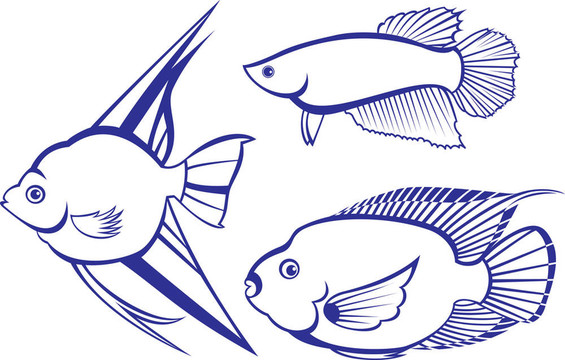 熱帶魚
