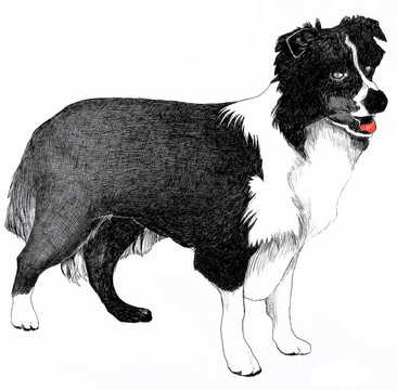 牧羊犬的插圖