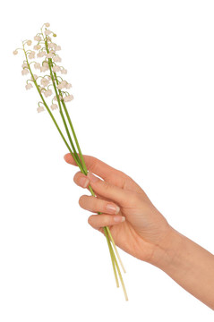 山谷的百合花