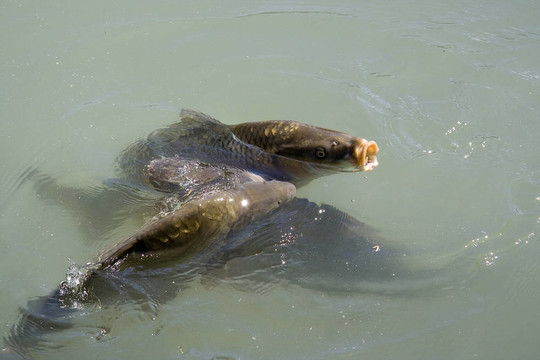 饑餓的魚