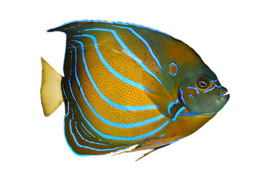 魚缸里的魚