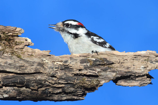 Male Downy Woodpecker（Picoides毛竹）