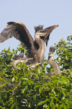 大藍(lán)鷺；Ardea herodias
