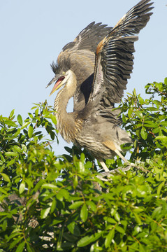 大藍鷺；Ardea herodias
