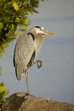 大藍(lán)鷺；Ardea herodias