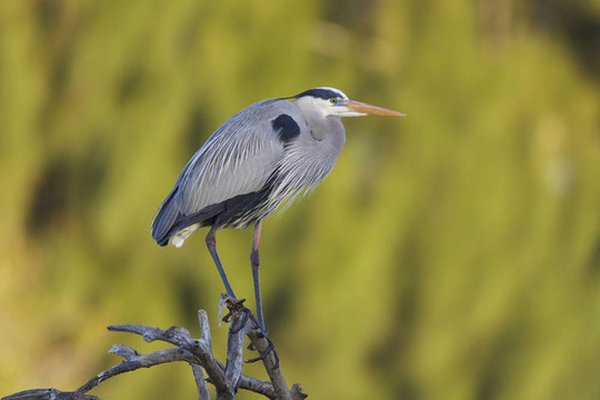 大藍(lán)鷺；Ardea herodias
