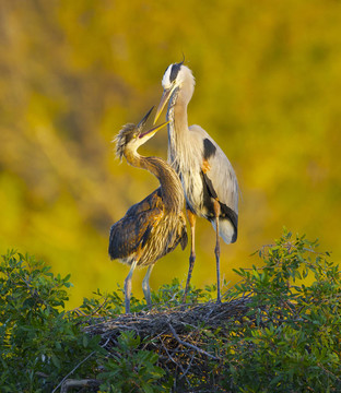 大藍(lán)鷺；Ardea herodias