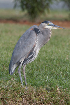 大藍鷺；Ardea herodias