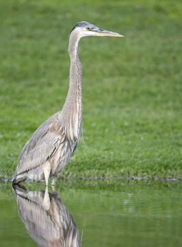 大藍(lán)鷺；Ardea herodias