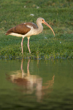 白色朱鷺；Eudocimus albus