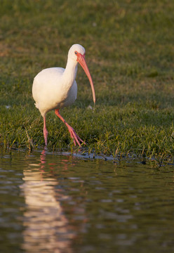 白色朱鷺；Eudocimus albus