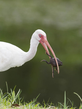 白色朱鷺；Eudocimus albus