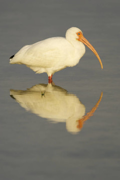 白色朱鷺；Eudocimus albus