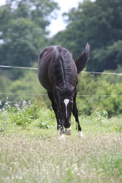 馬