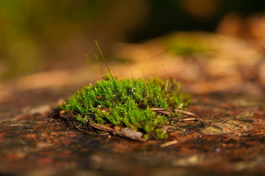 青苔的存根