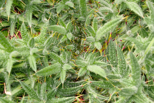 刺亮綠色植物