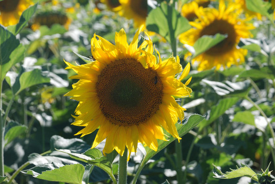 太陽花田