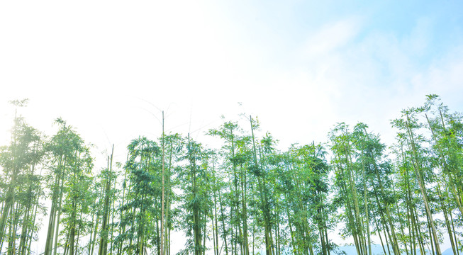 竹子背景