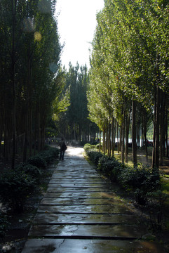 濱水景觀 北運河林帶