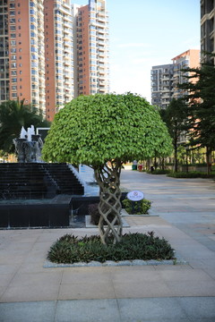 盆景