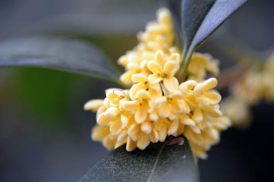 桂花
