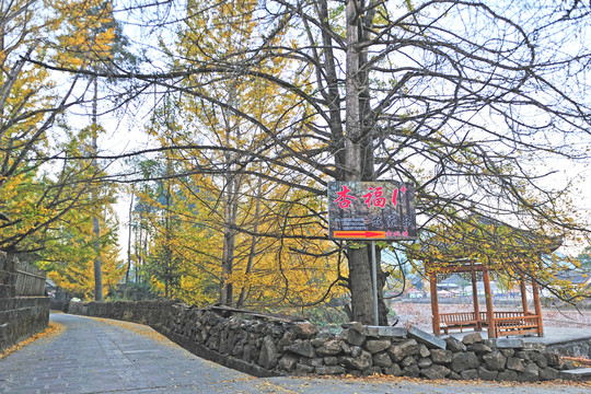 騰沖 銀杏村