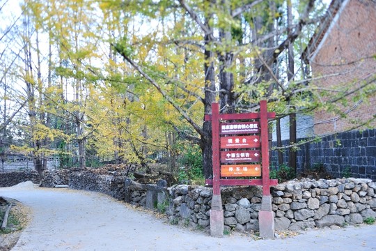騰沖 銀杏村