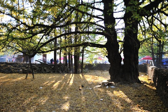 騰沖 銀杏村