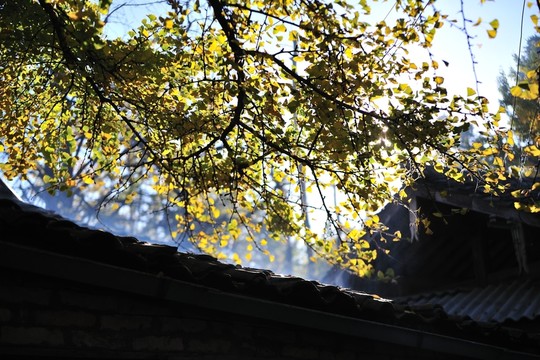 騰沖 銀杏村