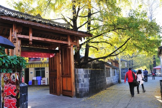 騰沖 銀杏村