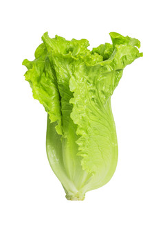 生菜