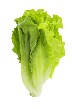 生菜