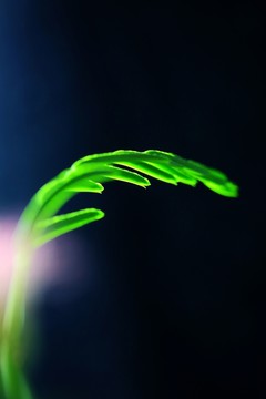 逆光的樹葉
