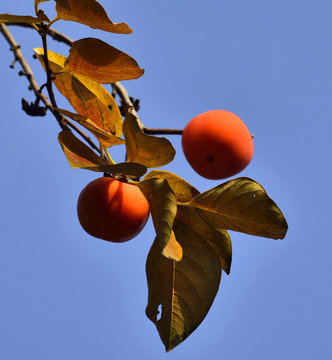 紅柿子