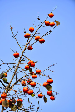 紅柿子