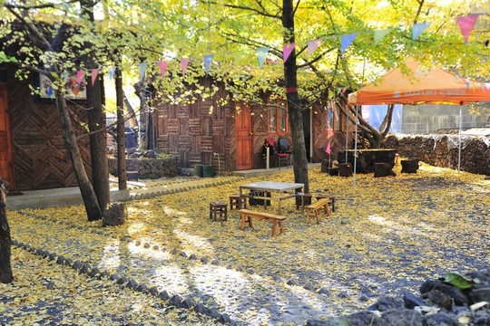 騰沖 銀杏村