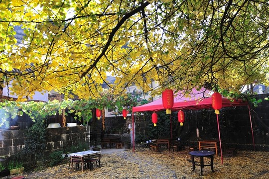 騰沖 銀杏村