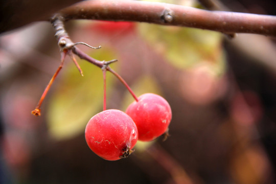 紅果