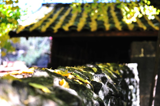 騰沖 銀杏村