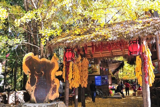騰沖 銀杏村