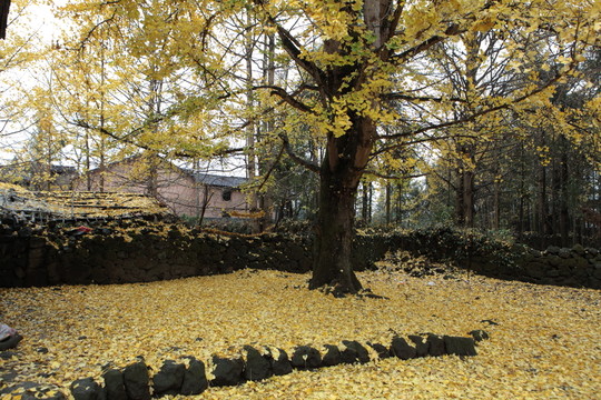騰沖銀杏村
