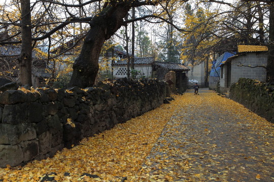 騰沖 銀杏村