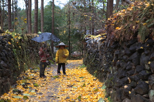 騰沖 銀杏村
