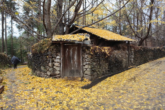騰沖 銀杏村
