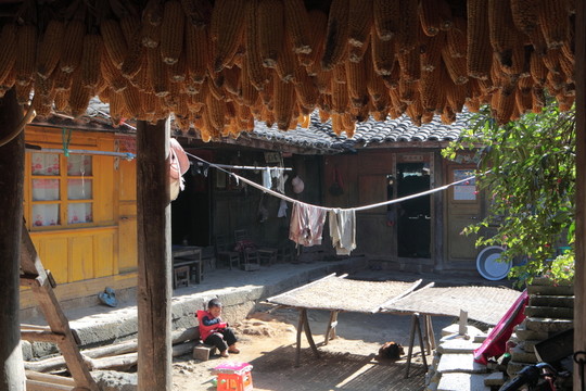 騰沖 銀杏村