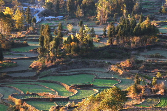 騰沖 銀杏村
