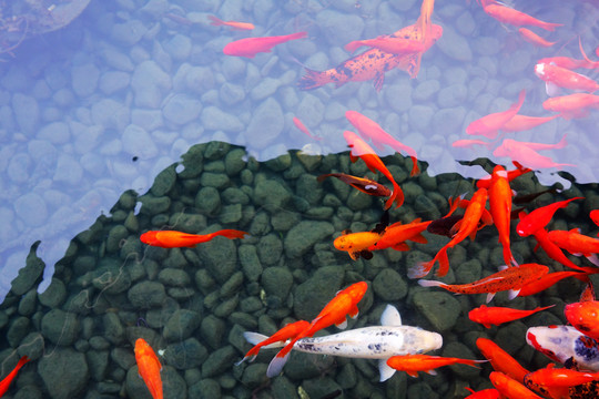 觀賞魚(yú) 錦鯉